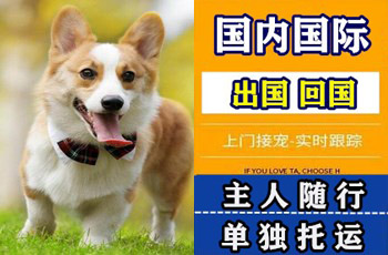漳州市宠物托运公司漳州市宠物托运公司漳州市宠物托运公司